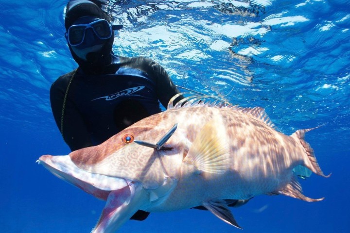 a fish swimming under water